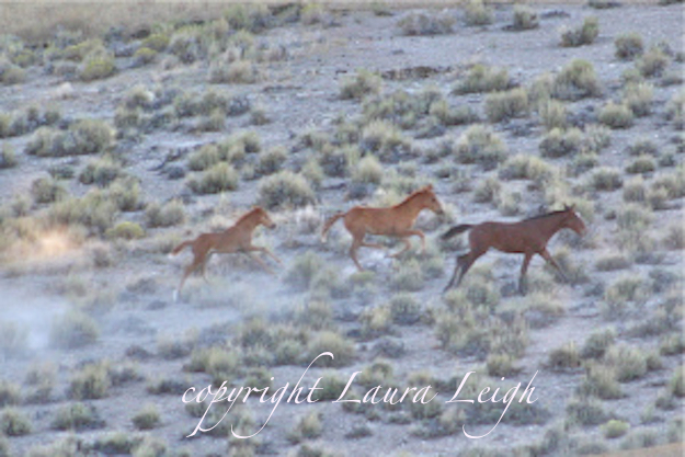 Babies run in extreme heat for miles and miles at Triple B